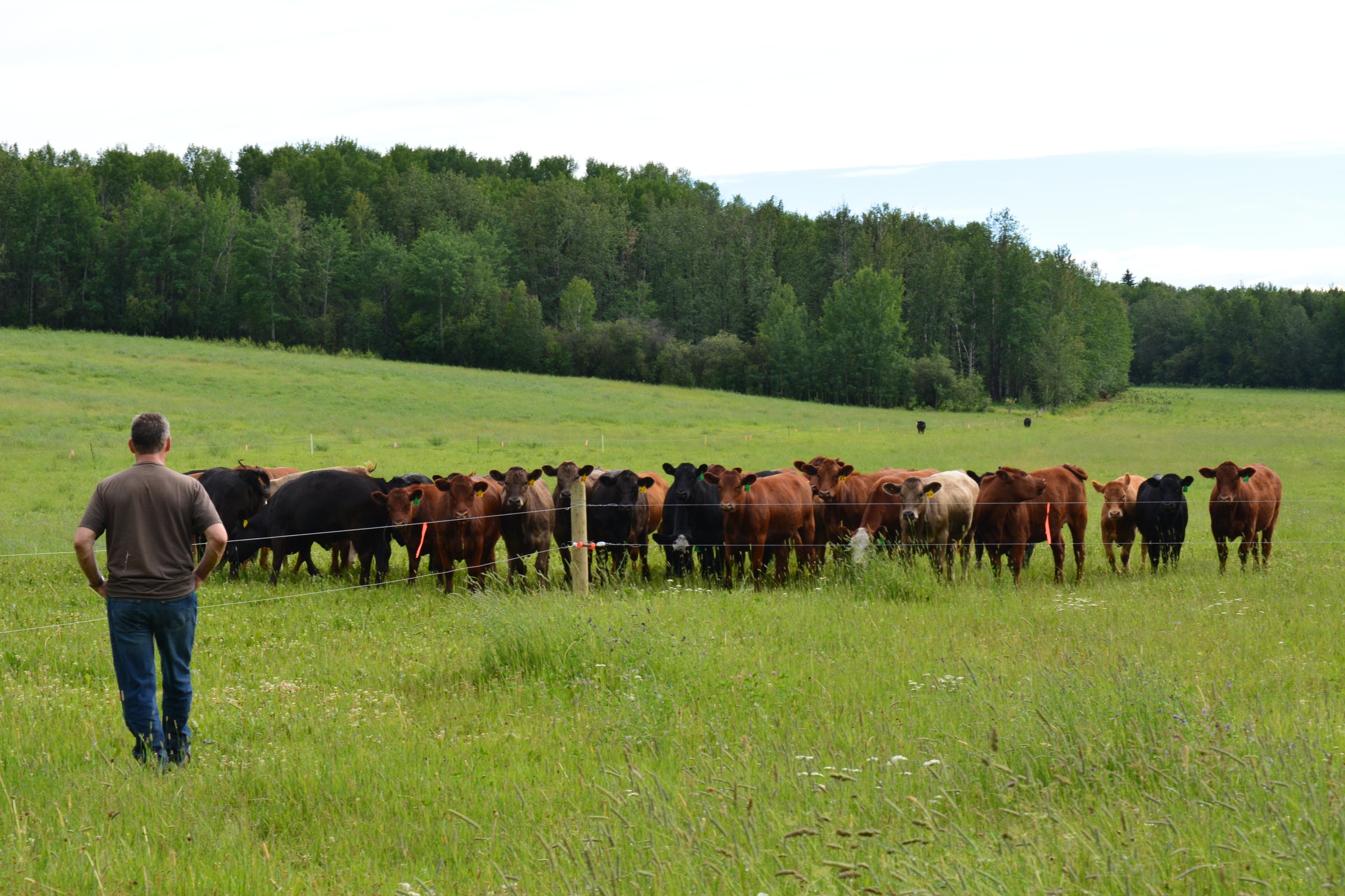 Making hay and feeding hay to our cattle - Clover Meadows Beef